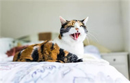 私房猫是什么猫？