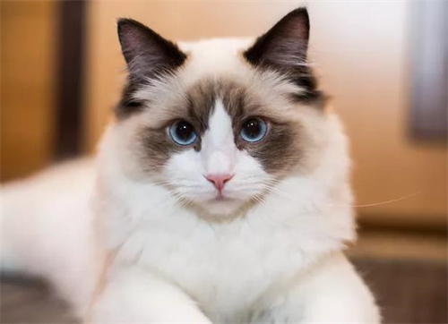 长毛猫有哪些？